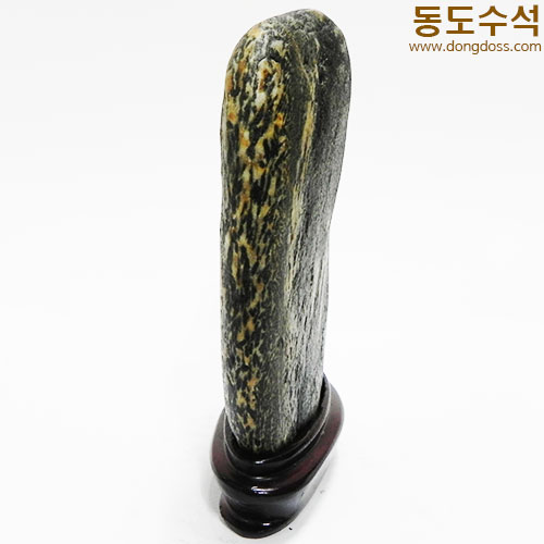 갈대숲