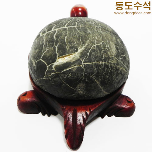 거북구갑