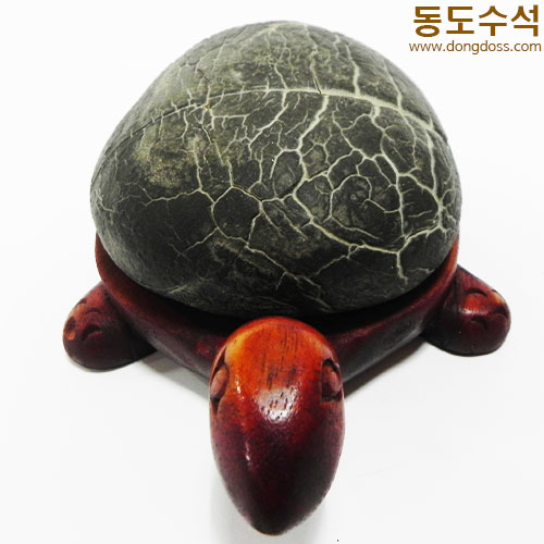 거북구갑