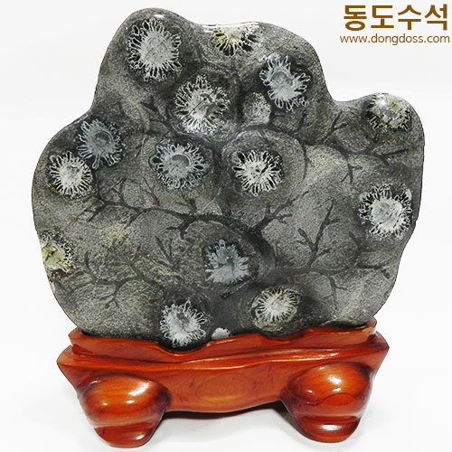 흙국화석첩파가공