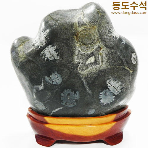 흙국화석첩파가공