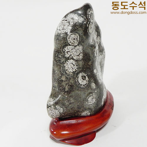 실단국화