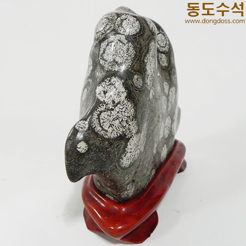실단국화