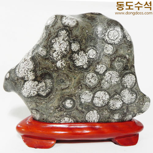 실단국화
