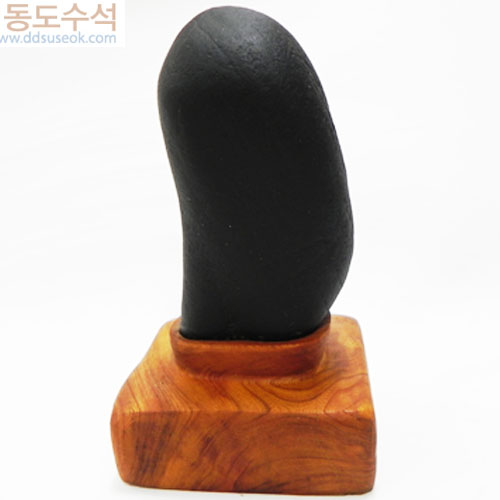 나무사이태양