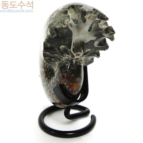 달팽이화석