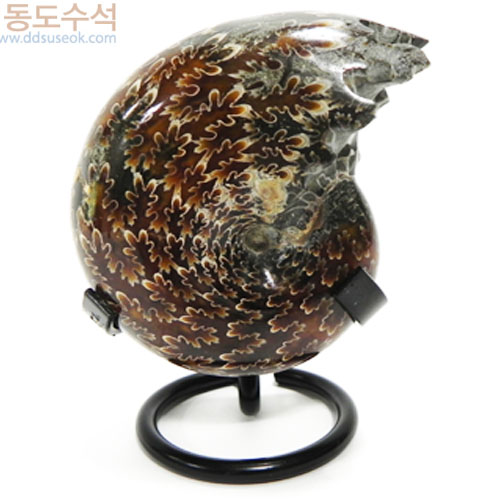 달팽이화석