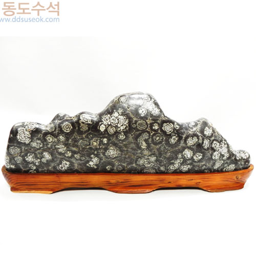 백장미