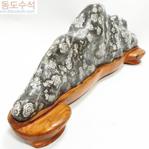 백장미