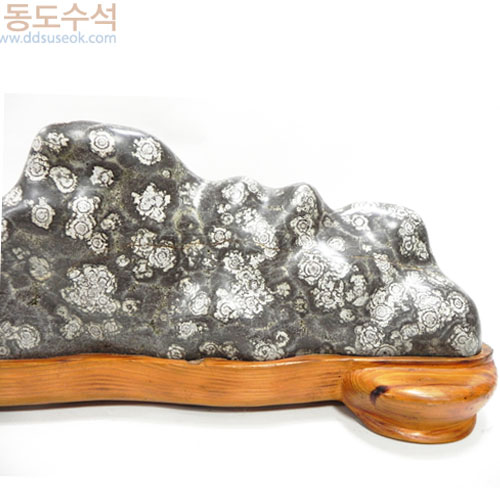 백장미
